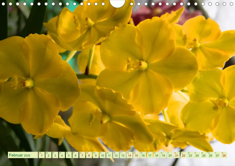 2026 A4 Farbzauber Orchideen