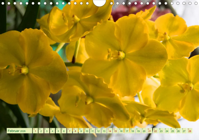 2026 A4 Farbzauber Orchideen
