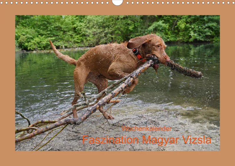 2025 A3 Wochenkalender Faszination Magyar Vizsla