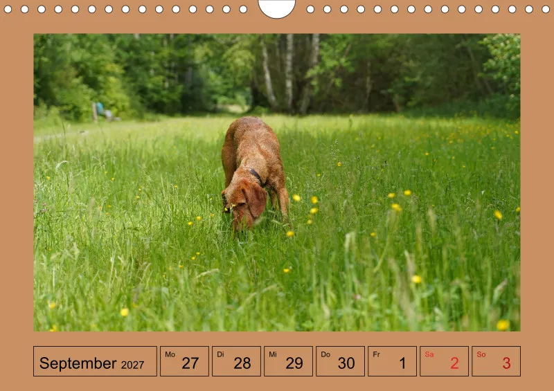 2027 A4 Wochenkalender Faszination Magyar Vizsla