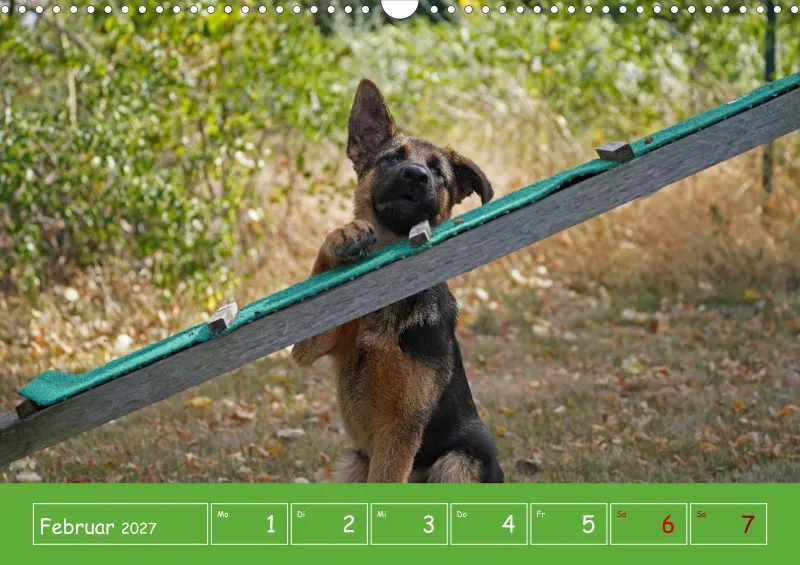 A3 2027 Wochenkalender Schäferhund
