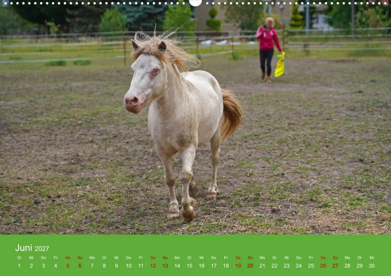2027 A2 Faszination Shetlandpony
