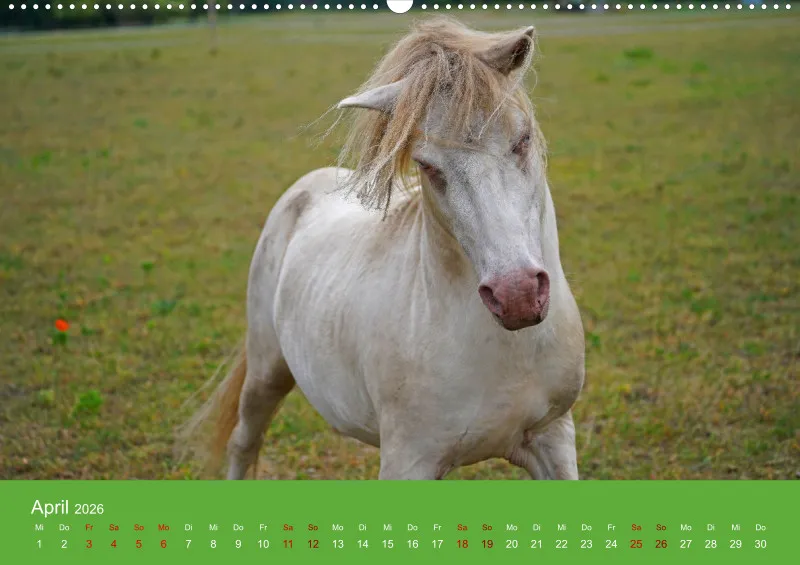 2026 A2 Faszination Shetlandpony