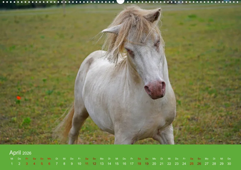 2026 A2 Faszination Shetlandpony