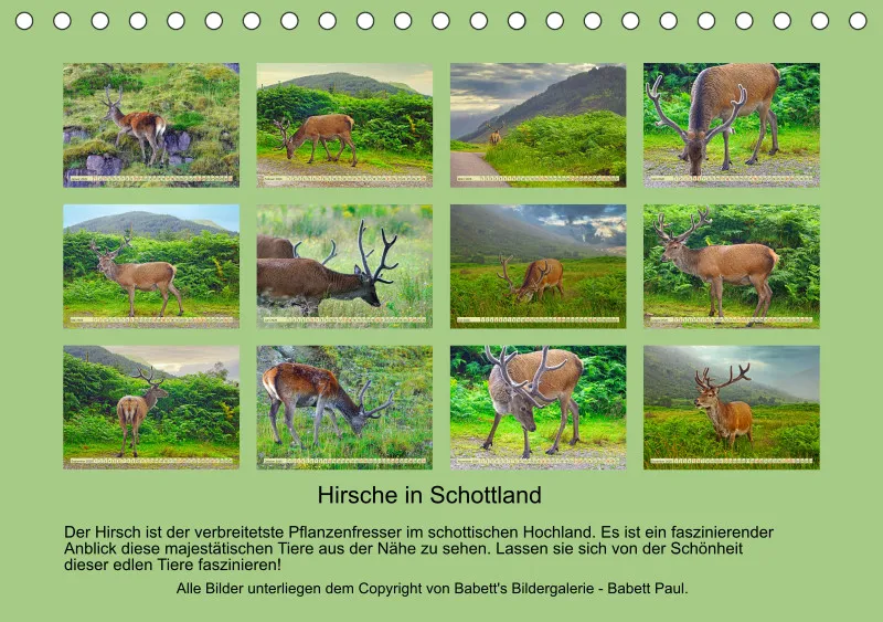 2026 A5 Hirsche in Schottland