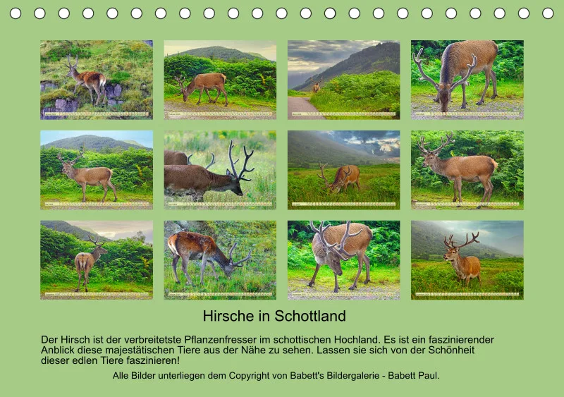 2026 A5 Hirsche in Schottland