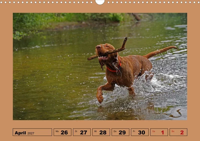 2027 A3 Wochenkalender Faszination Magyar Vizsla