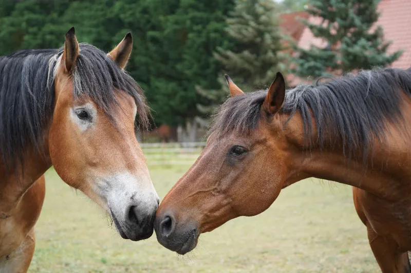 Rheinisch Deutsches Kaltblut und Trakehner