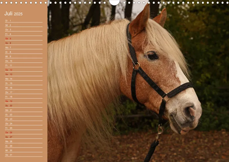 2025 Planer A3 Faszination Haflinger