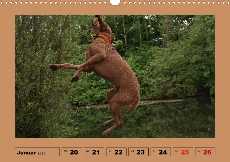 2025 A3 Wochenkalender Faszination Magyar Vizsla