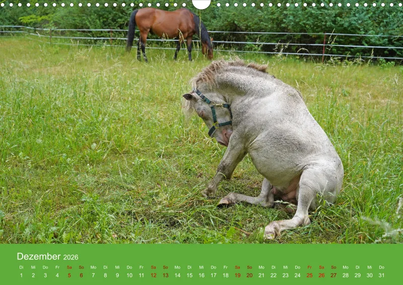 2026 A3 Faszination Shetlandpony