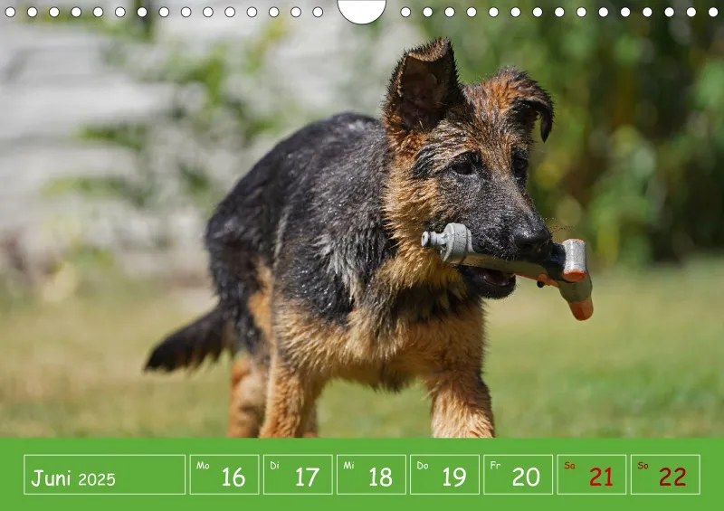 A4 2025 Wochenkalender Schäferhündin