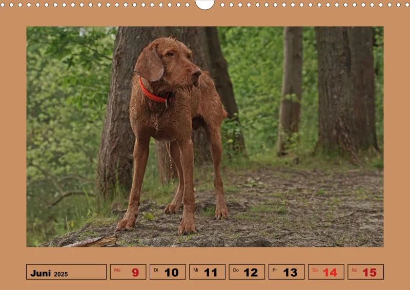 2025 A3 Wochenkalender Faszination Magyar Vizsla