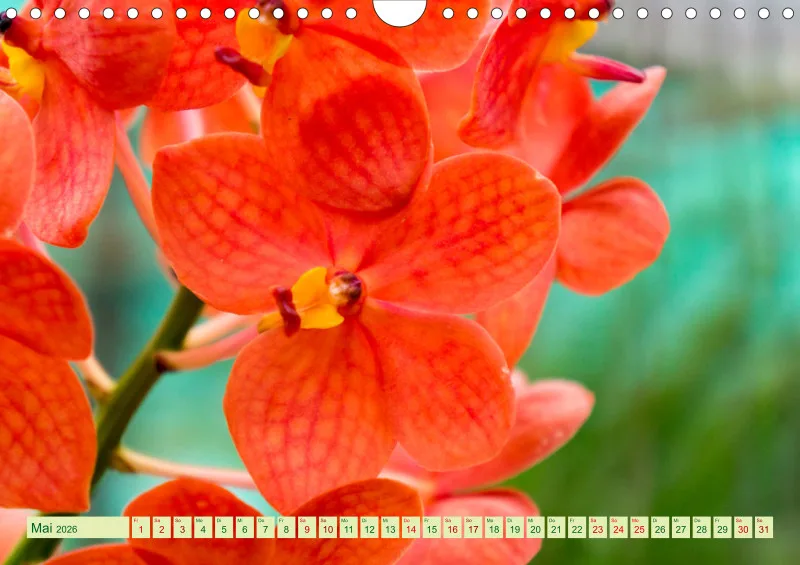 2026 A4 Farbzauber Orchideen