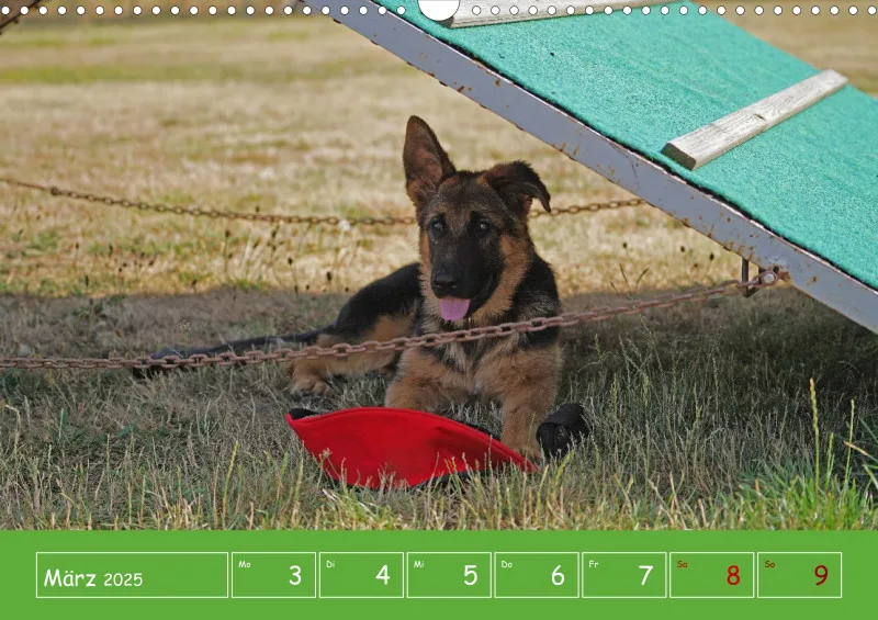 A3 2025 Wochenkalender Schäferhund