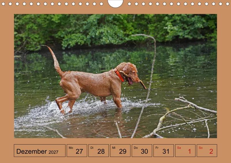 2027 A4 Wochenkalender Faszination Magyar Vizsla