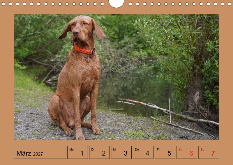 2027 A4 Wochenkalender Faszination Magyar Vizsla