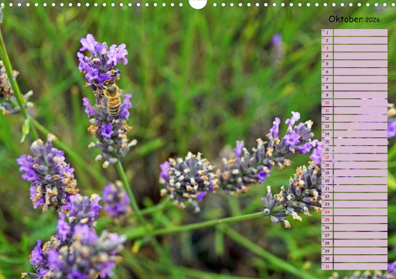 2026 A3 Terminplaner Farbzauber Lavendel