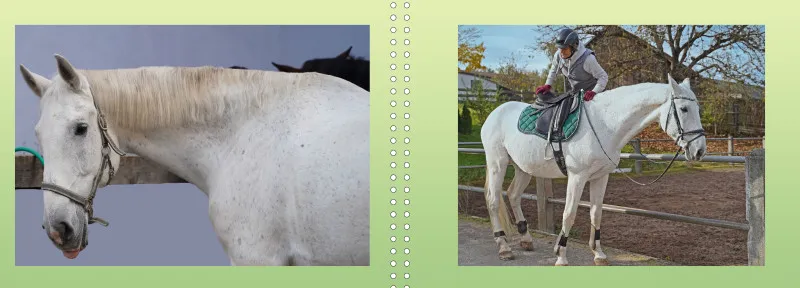 Fotoalbum A4 - Faszination Reitsport
