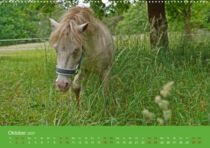 2027 A2 Faszination Shetlandpony