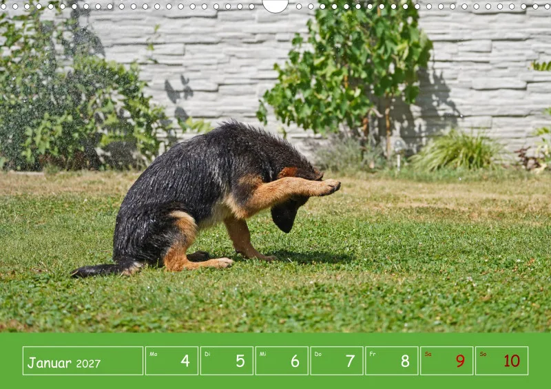 A3 2026 Wochenkalender Schäferhund