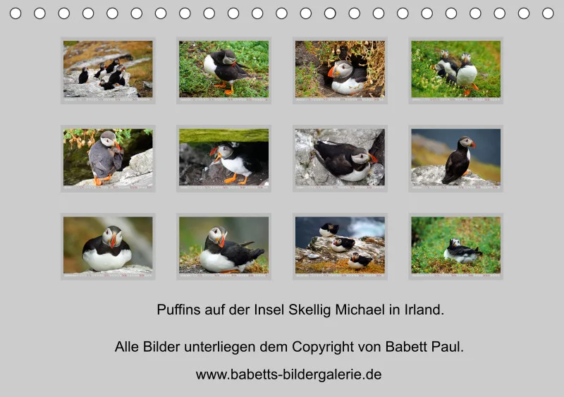 2026 Tischkalender A5 Papageitaucher - Kleine Vögel ganz groß!
