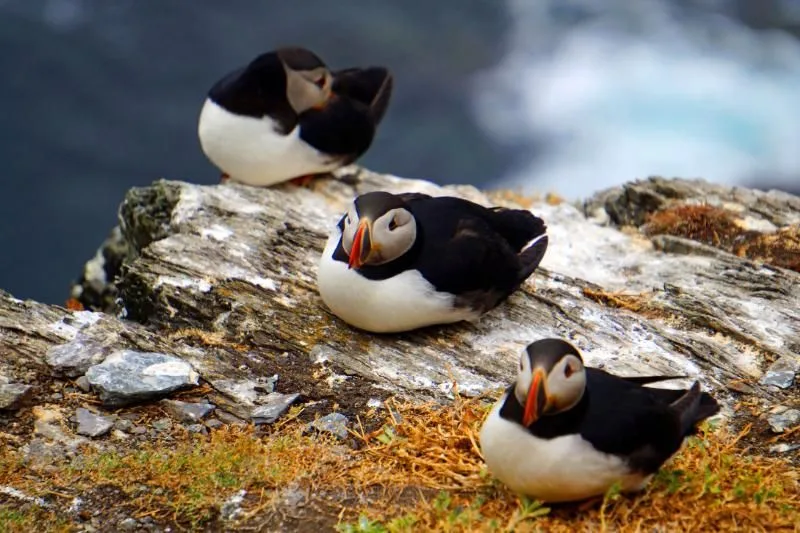 Puffins auf der Insel Skellig Michael