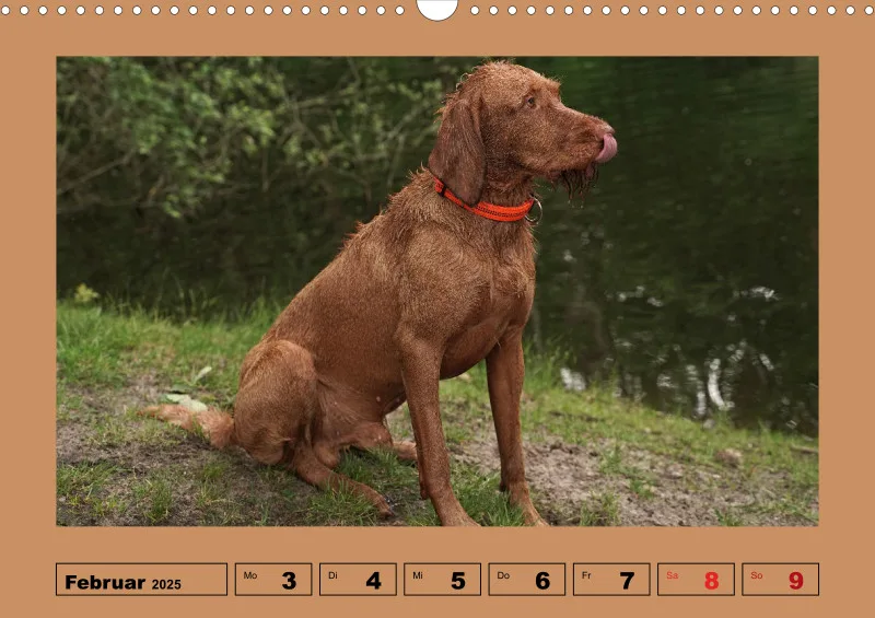 2025 A3 Wochenkalender Faszination Magyar Vizsla