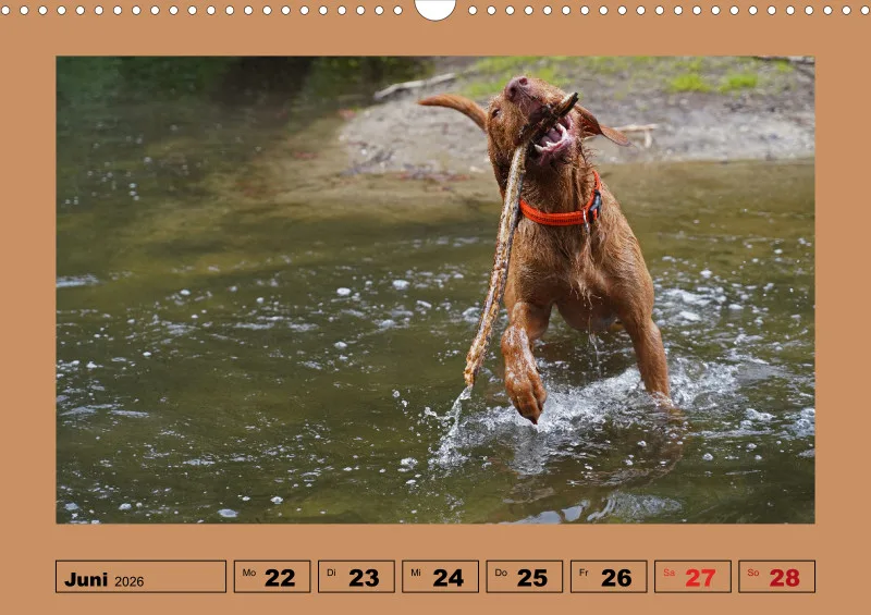 2026 A3 Wochenkalender Faszination Magyar Vizsla