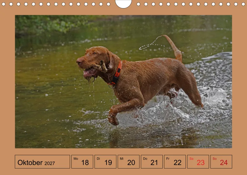 2027 A4 Wochenkalender Faszination Magyar Vizsla