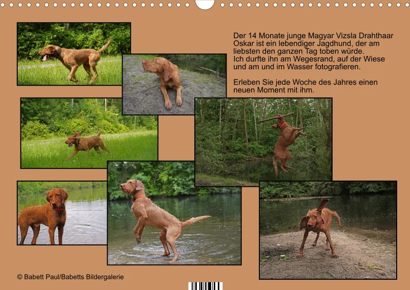 2027 A3 Wochenkalender Faszination Magyar Vizsla