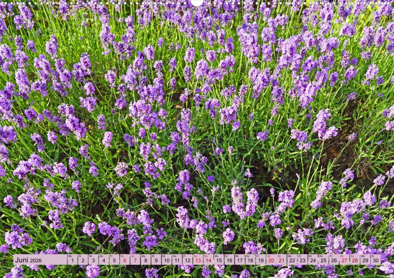 2026 A2 Farbzauber Lavendel