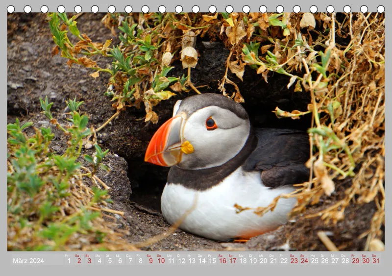 2024 Tischkalender A5 Papageitaucher - Kleine Vögel ganz groß!