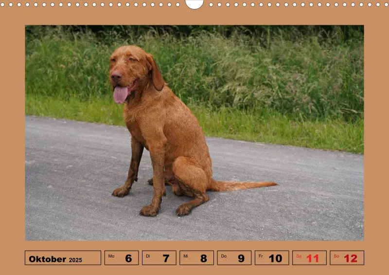 2025 A3 Wochenkalender Faszination Magyar Vizsla