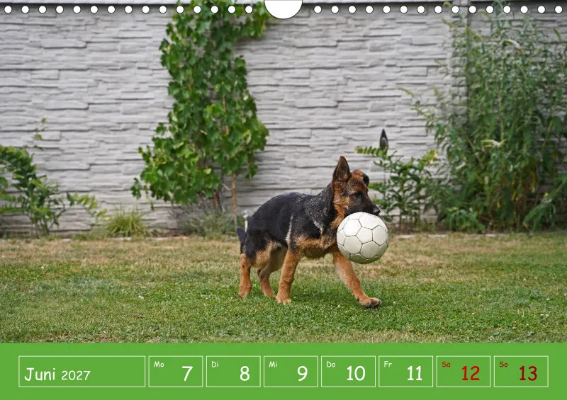 A4 2027 Wochenkalender Schäferhündin