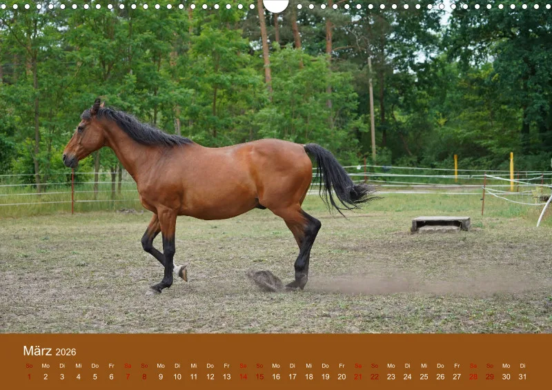2026 A3 Faszination Trakehner