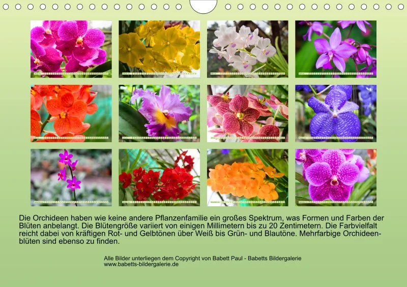 2025 A4 Farbzauber Orchideen