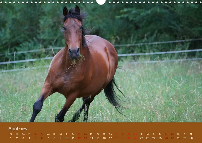 2025 A3 Faszination Trakehner