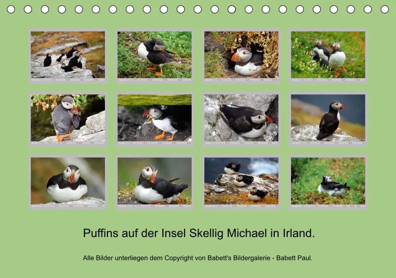 2024 Tischkalender A5 Papageitaucher - Kleine Vögel ganz groß!