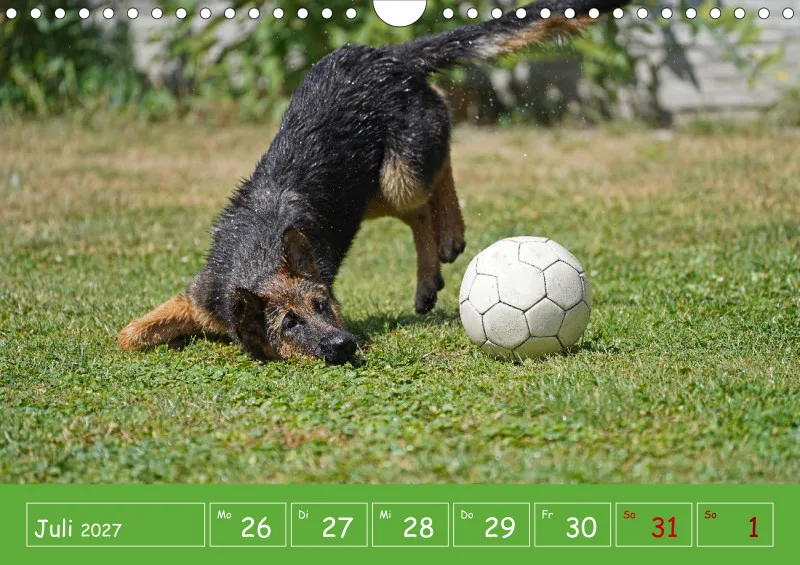 A4 2027 Wochenkalender Schäferhündin