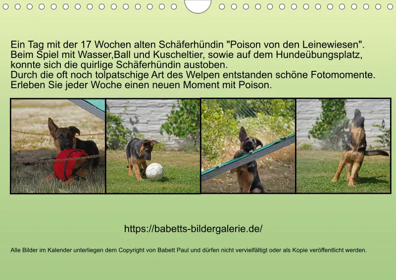 A4 2025 Wochenkalender Schäferhündin