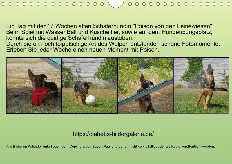 A4 2025 Wochenkalender Schäferhündin