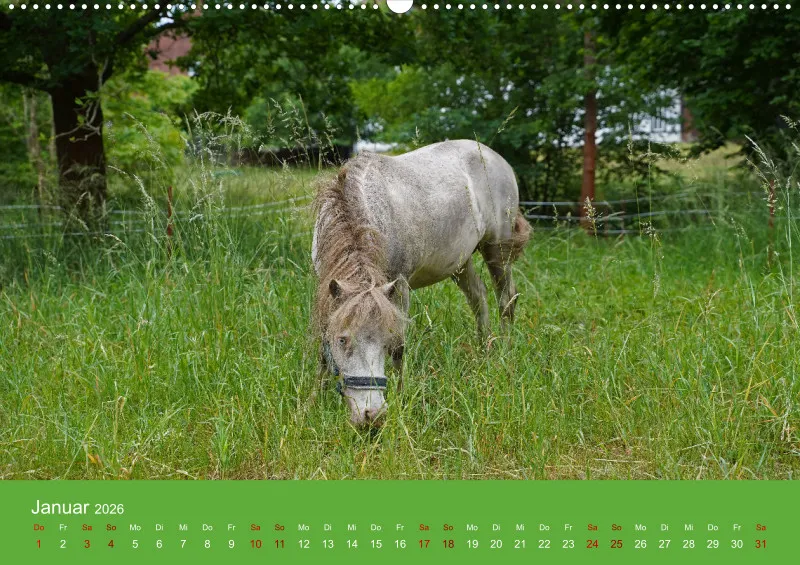 2026 A2 Faszination Shetlandpony