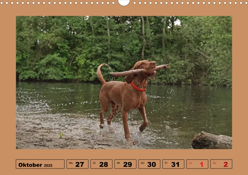 2025 A3 Wochenkalender Faszination Magyar Vizsla