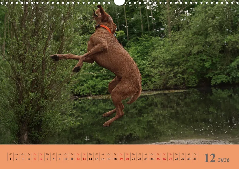 2026 A3 Faszination Magyar Vizsla