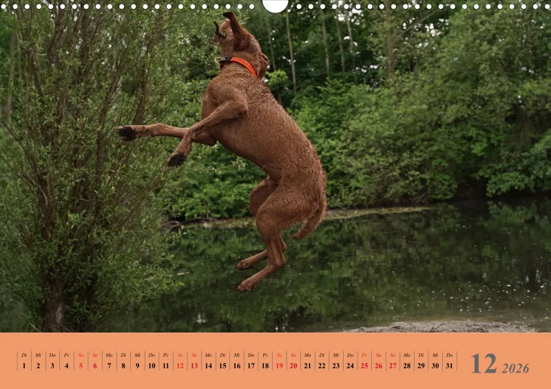 2026 A3 Faszination Magyar Vizsla