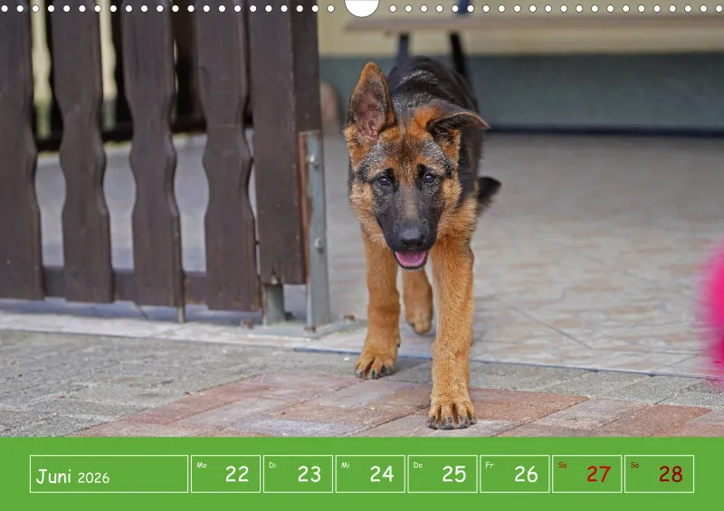 A3 2026 Wochenkalender Schäferhund