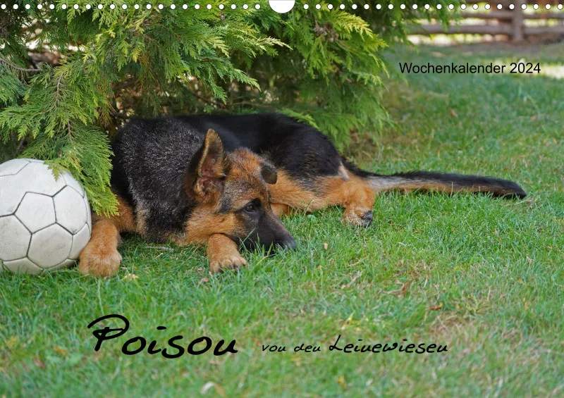 A3 2026 Wochenkalender Schäferhund