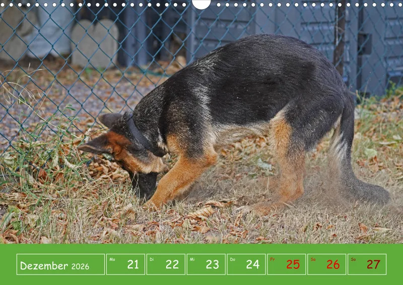 A3 2026 Wochenkalender Schäferhund