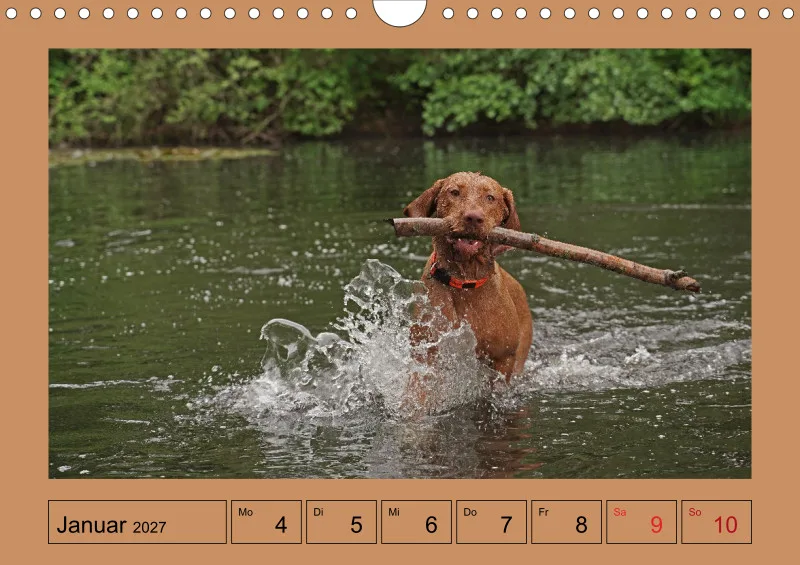 2027 A4 Wochenkalender Faszination Magyar Vizsla